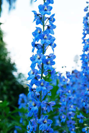 Summer gardening. Nice blue flower on high steam against skyの写真素材