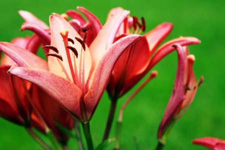 Summer gardening. Closeup of nice red lilies as backgroundの写真素材