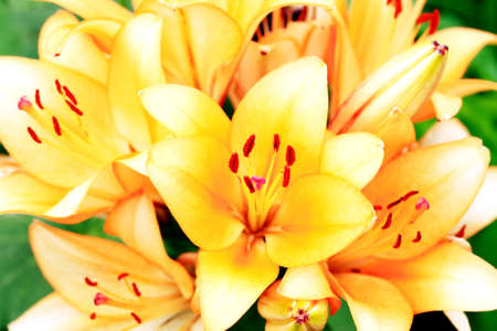 Summer gardening. Closeup nice yellow lilies as backgroundの写真素材