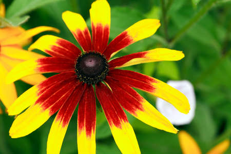 Summer gardening. Closeup of nice red and yellow flowerの写真素材