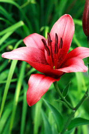 Summer gardening. Closeup of nice red lilies as backgroundの写真素材