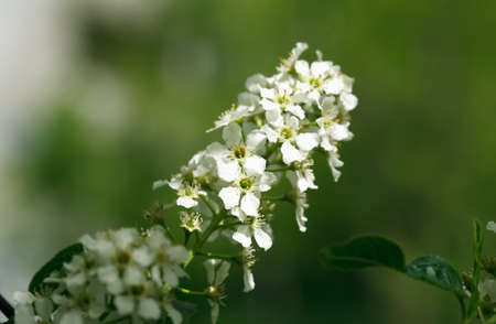 Nice white bird cherry flowers blossom in springtimeの写真素材