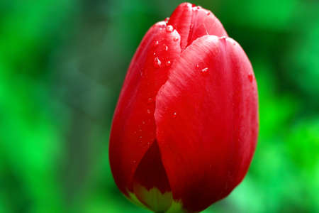 Closeup of nice red tulip head against green leaves backgroundの写真素材