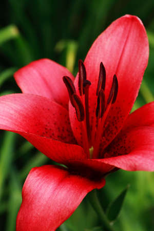 Summer gardening. Closeup of nice red lily against green grass backgroundの写真素材