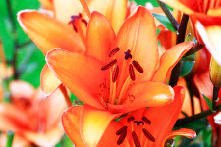 Summer gardening. Closeup of nice lily against green grass backgroundの写真素材