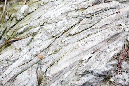 Wooden background. Steak of freshly sawn logs closeupの写真素材