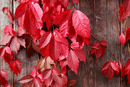 Wooden background. Steak of freshly sawn logs closeupの写真素材