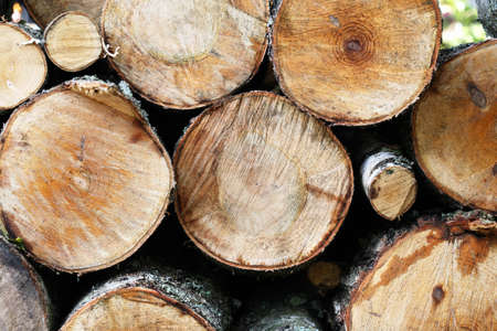 Wooden background. Steak of freshly sawn logs closeupの写真素材