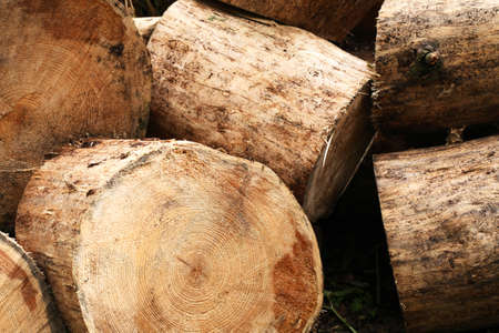 Wooden background. Lot of freshly sawn logs closeupの写真素材