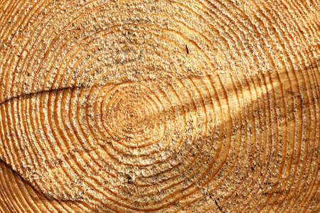 Wooden background. Cross-section of a tree extreme closeupの写真素材