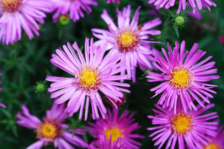 Nice small pink flowers against green leaves backgroundの写真素材