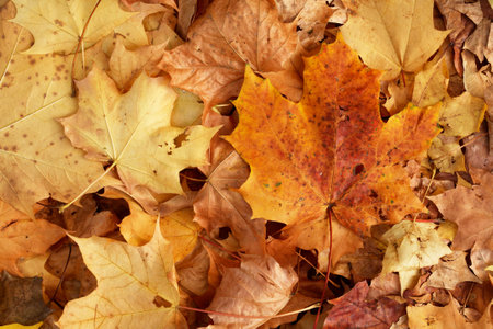 Autumn background. Various dry color leaves on ground as coverの写真素材