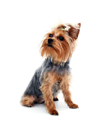 Alone funny puppy yorkshire terrier on white backgroundの写真素材