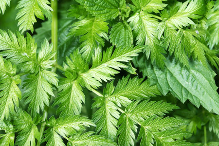 Closeup background from freshness summer green leavesの写真素材