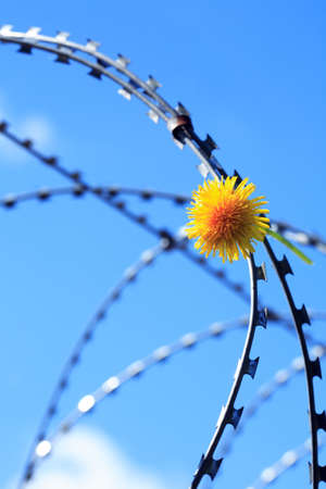 freedom concept. Yellow dandelion flower on razor wire against blue skyの写真素材