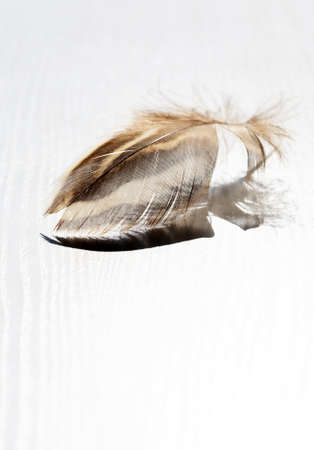 Nice small feather with shadow against sun lightの写真素材