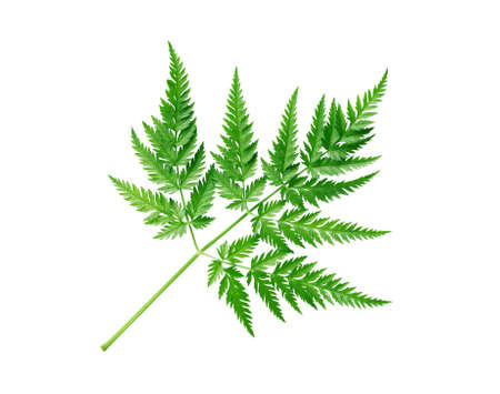 Nice twig with freshness green leaves isolated on white background with clipping pathの写真素材