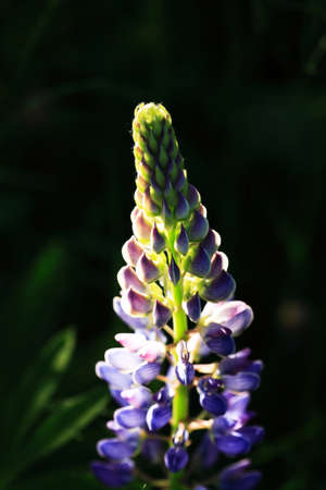 Closeup of very nice freshness blue lupine flower against dark backgroundの写真素材