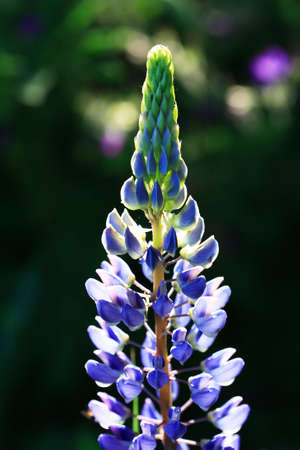 Closeup of very nice freshness blue lupine flower against green grass backgroundの写真素材