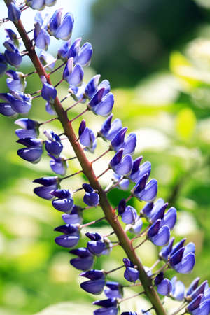 Closeup of very nice freshness blue lupine flower against green grass backgroundの写真素材