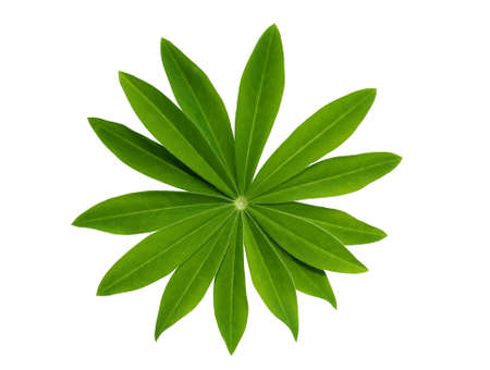 freshness green leaves isolated on white background with clipping pathの写真素材