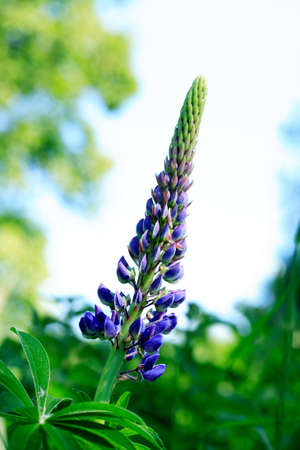 Closeup of very nice freshness blue lupine flower against green grass backgroundの写真素材