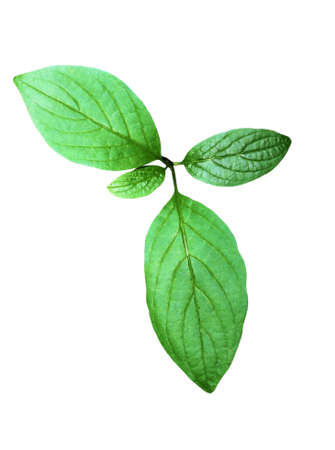 freshness green leaves isolated on white background with clipping pathの写真素材