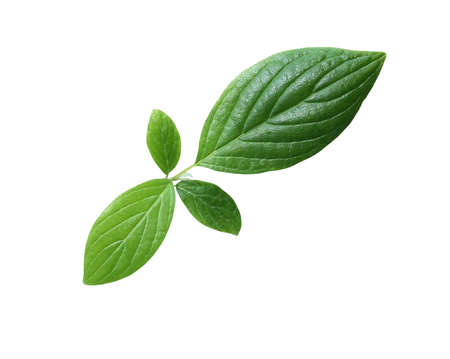 freshness green leaves isolated on white background with clipping pathの写真素材