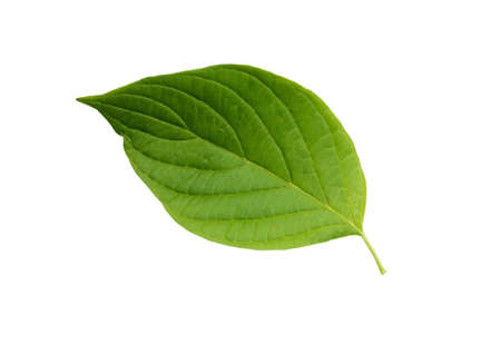 freshness green leaves isolated on white background with clipping pathの写真素材