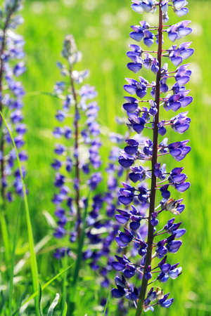 Closeup of very nice freshness blue lupine flower against green grass backgroundの写真素材