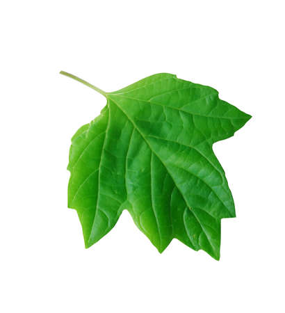 freshness green leaves isolated on white background with clipping pathの写真素材