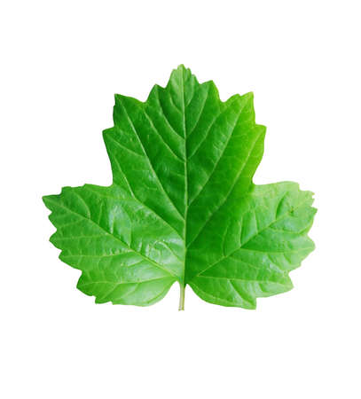 freshness green leaves isolated on white background with clipping pathの写真素材