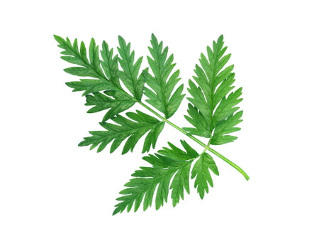 freshness green leaves isolated on white background with clipping pathの写真素材
