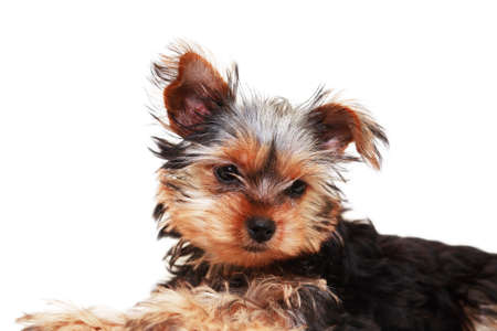 Alone funny puppy yorkshire terrier on white backgroundの写真素材