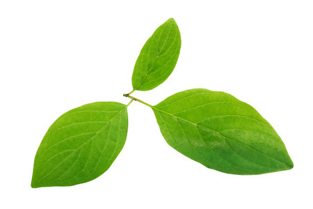 freshness green leaves isolated on white background with clipping pathの写真素材