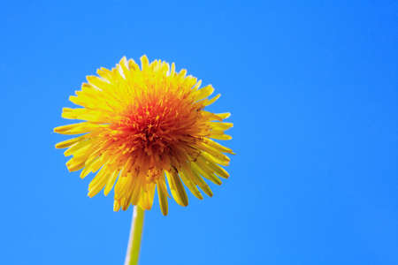 Nice yellow dandelion against blue sky with free space