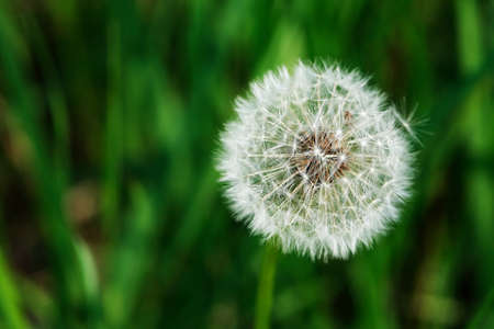 Closeup of nice fluffy dandelion head against background with green grassの写真素材