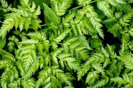 Closeup background from freshness summer green leaves