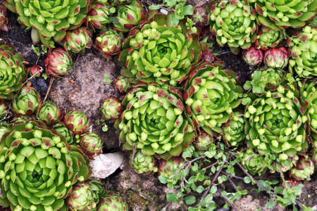 Lot of nice flowers named stone rose as backgroundの写真素材