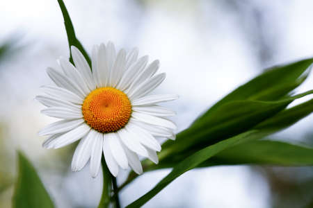 Closeup of field chamomile against freshness green summer backgroundの写真素材