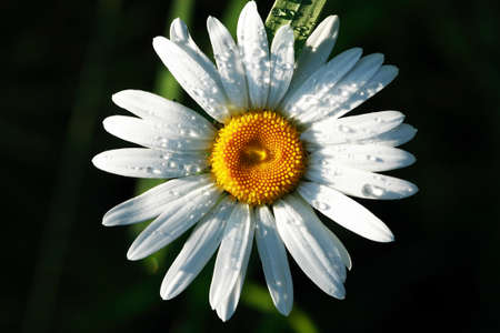 Closeup of field chamomile against freshness green summer backgroundの写真素材