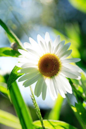 Closeup of field chamomile against freshness green summer backgroundの写真素材