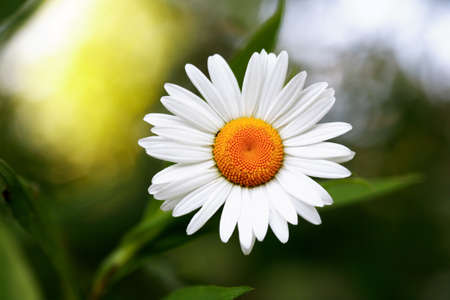 Closeup of field chamomile against freshness green summer backgroundの写真素材