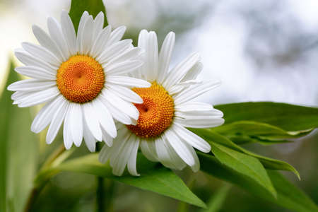 Closeup of field chamomile against freshness green summer backgroundの写真素材