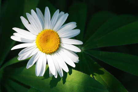 Closeup of field chamomile against freshness green summer backgroundの写真素材