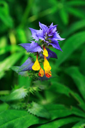 Nice small wild flower with blue and yellow petals against green grass backgroundの写真素材