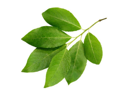 Freshness green leaf isolated on white backgroundの写真素材