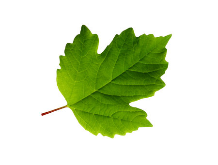 Freshness green leaf isolated on white backgroundの写真素材