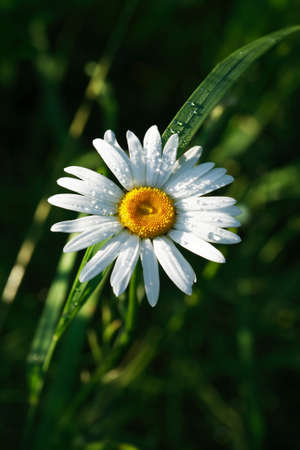 Nice daisy flower with water drops between green grass in forestの写真素材