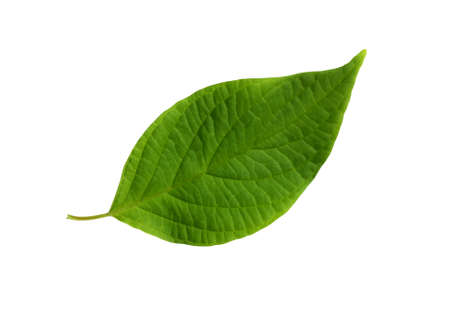 Freshness green leaf isolated on white backgroundの写真素材